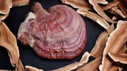 بررسی تاثیر قهوه گانودرما روی لاغری (معجزه کاهش وزن)