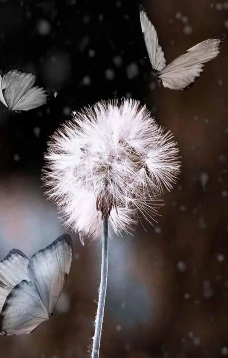 در گوش قاصدک✨