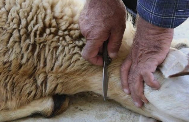 تمام قربانیان یک بی‌تدبیری تاریخی!