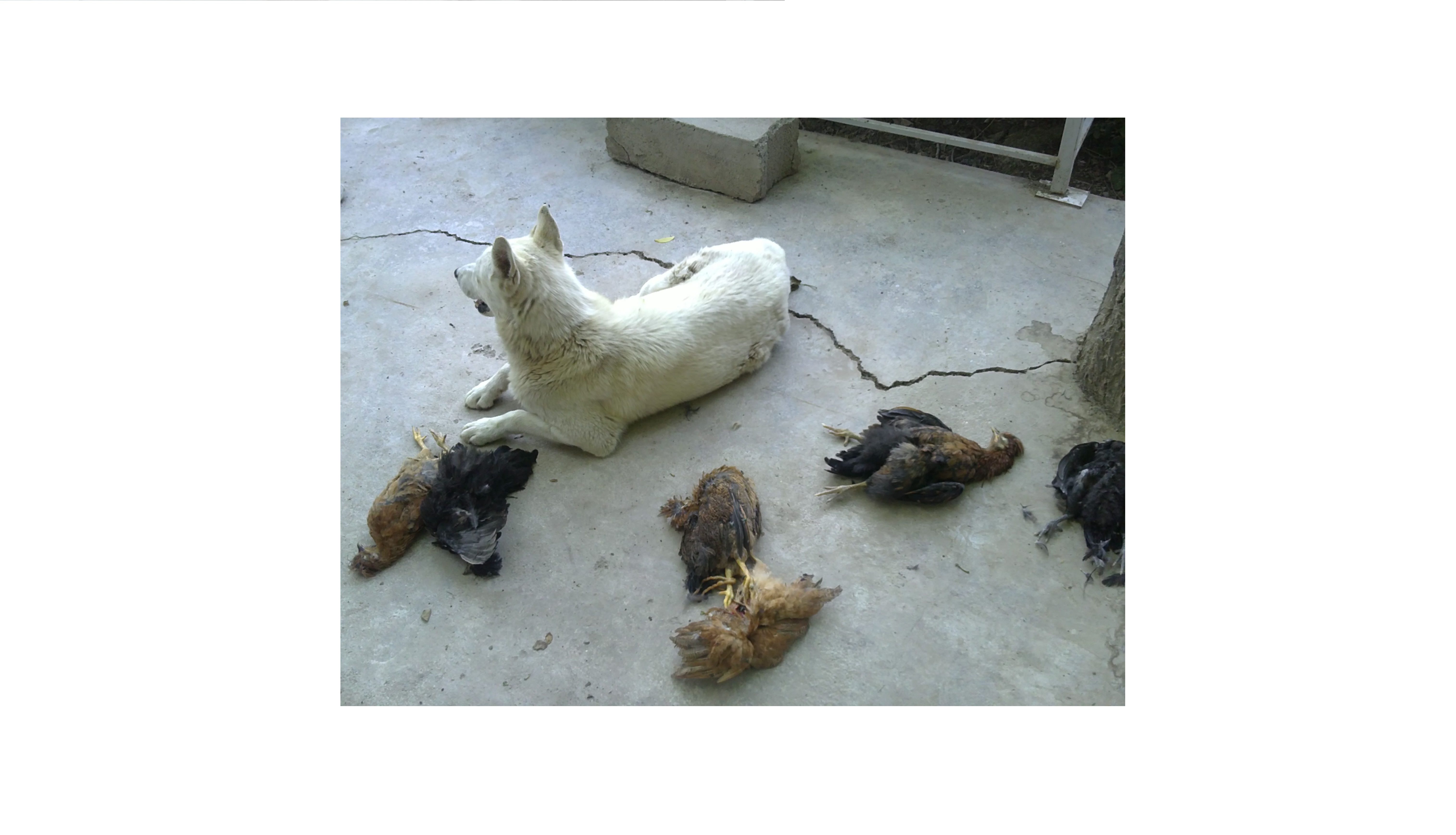 به هیچ موجودی اعتماد بی جا نکنید!