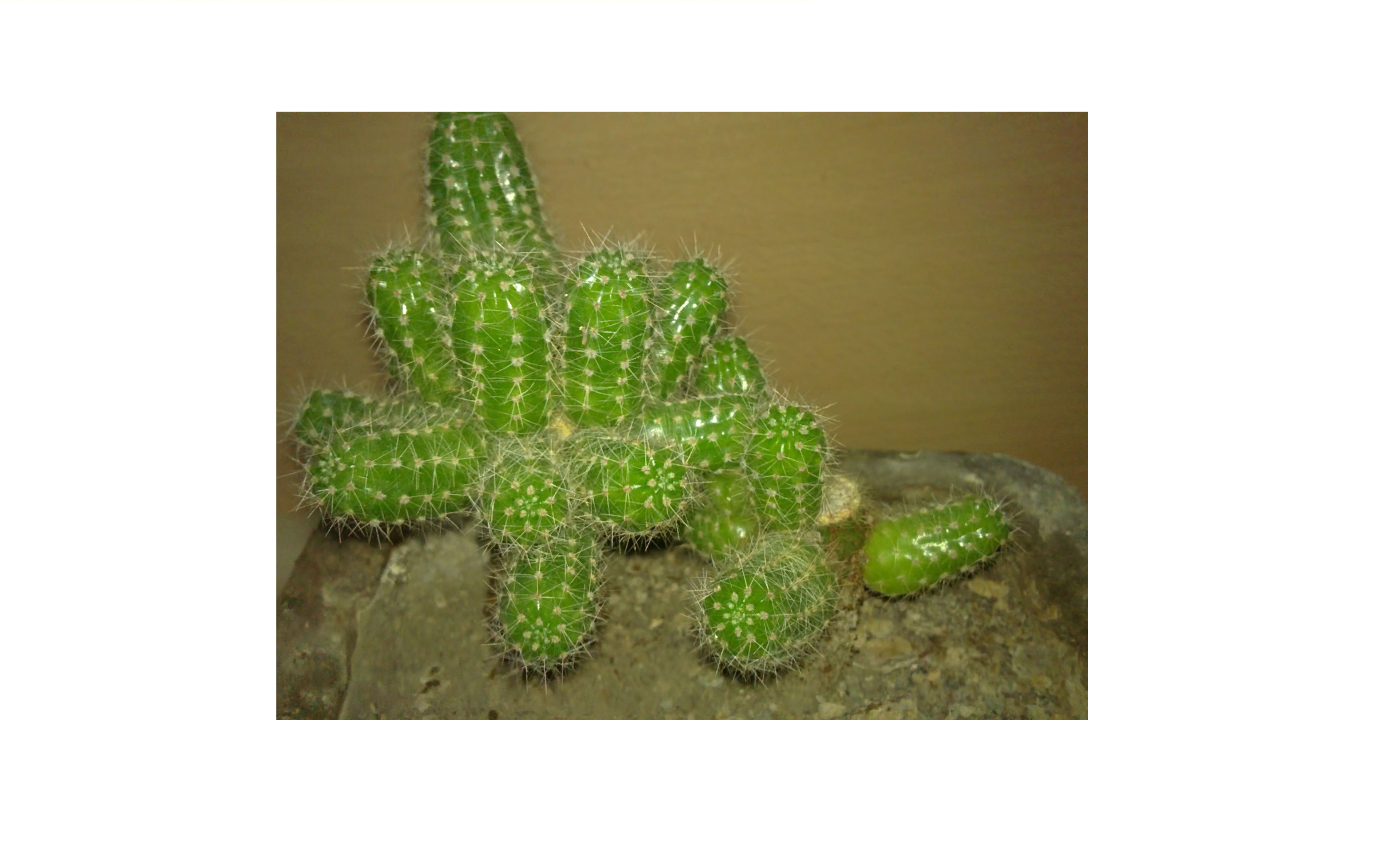 از شوکّ تا شکوفایی