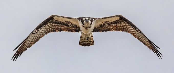 قوی ترین قانون در پنج قاره و قواره زیبای هستی:قانون تقارن