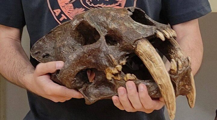 اسکلت سر یک ببر دندانخنجری باشرف!