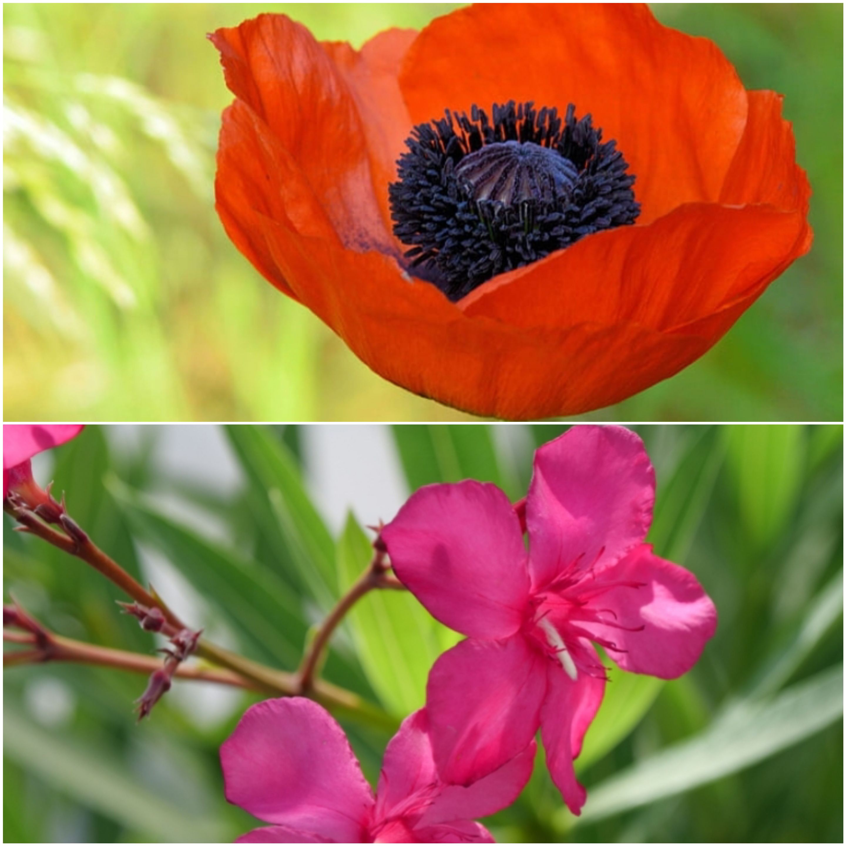 بالایی گل شقایق و پایینی گل خرزهره است