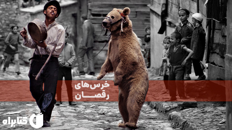 خرس‌های رقصان!