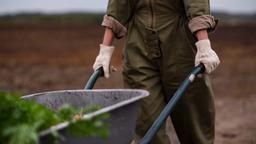 کمیته مهاجرت بریتانیا افزایش انعطاف‌پذیری ویزای کارگران فصلی را توصیه می‌کند