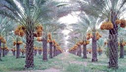 Iranian Dates Producers