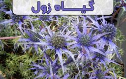 عسل زول چیست و معرفی خواص آن