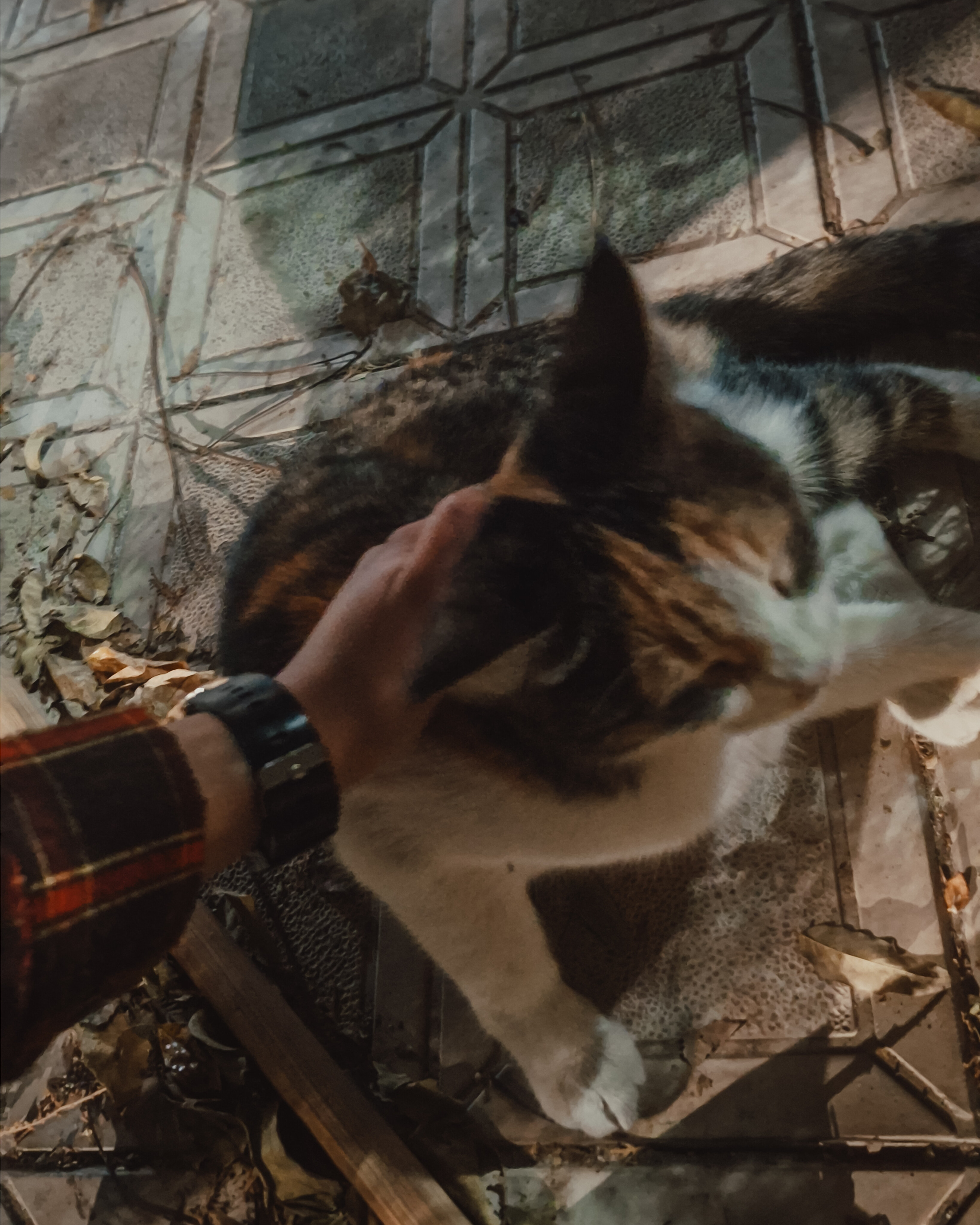 هنوز هم گربه کوچولوی خودمی