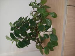 خشم یا تعصب؟