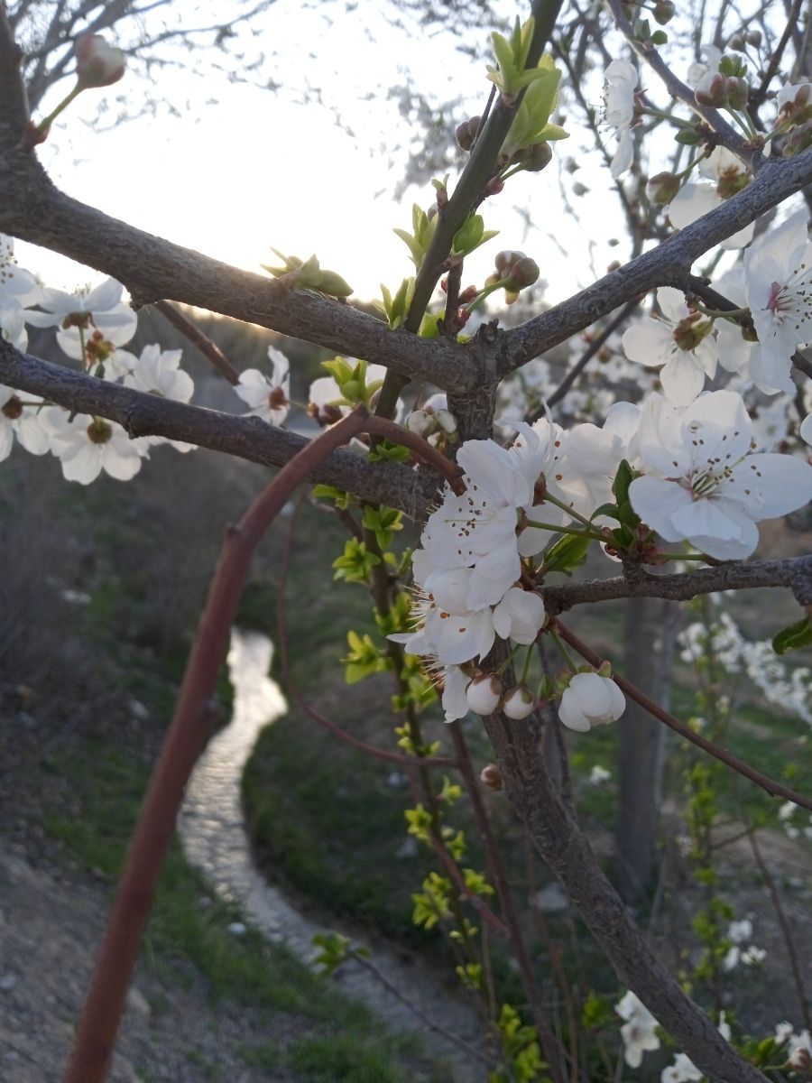 شکوفه های پارک کنار خونمون