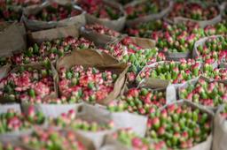 صادرات گل به روسیه برای شرکت‌های تجاری و بازرگانی