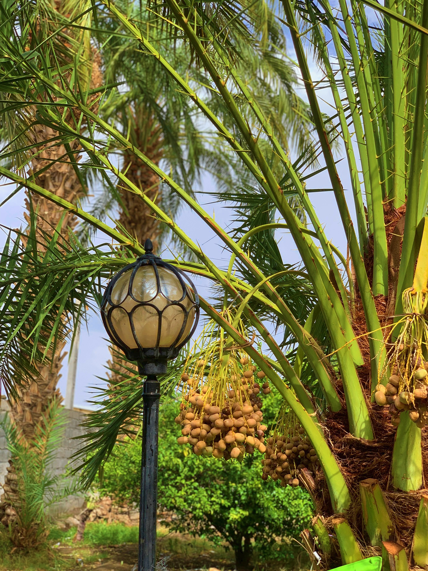 طوفانِ مبارک؟!🌪️🌴