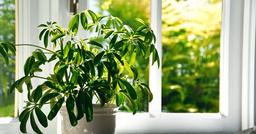 آموزش کامل اصول و تکنیک آبیاری شفلرا (مناسب برای تمامی فصول)