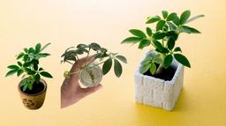 معرفی خاک مناسب شفلرا + آموزش بررسی کیفیت خاک فعلی گلدان