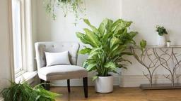 انواع گیاهان آپارتمانی سریع الرشد