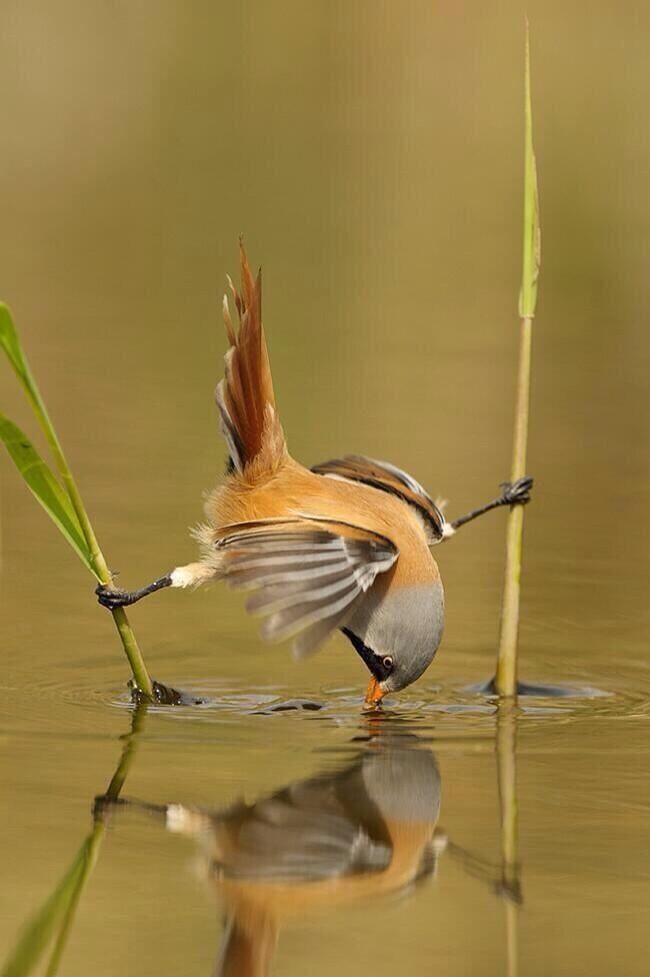 خود شکن، کلیشه شکستن خطاست