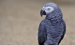 پرورش کدام پرنده زینتی راحت تر است؟