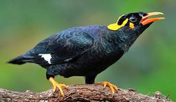 چطور به مرغ مینا حرف زدن را یاد بدم