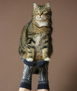 چرا باید گربه دی اس اچ نگهداری کنیم؟ معرفی گربه dsh