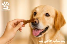 از کی به سگ تشویقی بدهیم؟ (راهنمای کاربردی از تولگی تا بزرگسالی)