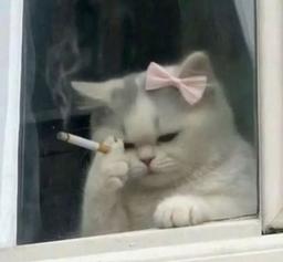 تهش میرم راهبه میشم