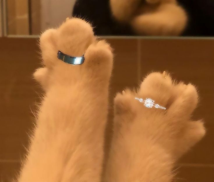 من توی زندگی بعدی با گربه‌ای که خودم انتخابش کردم.