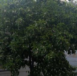 خونه بوی بهارنارنج گرفته