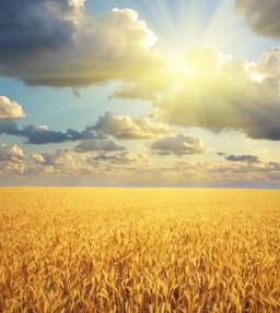 گندمزار، مزرعه ی با شکوه خیال