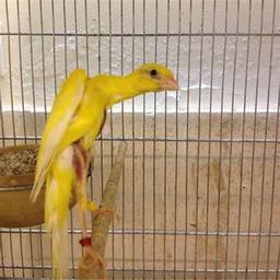 قناری از نزدیک