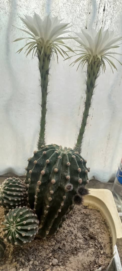 نور فیلتر داره