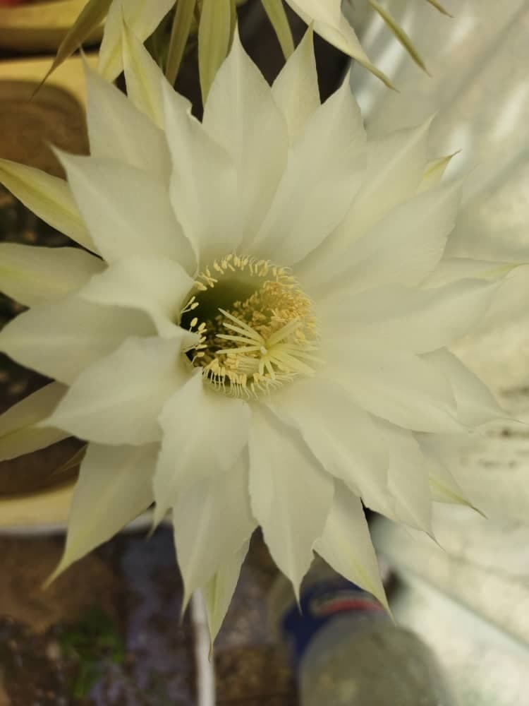 این هم گل کاکتوس خودمه