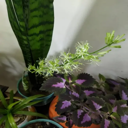 آیا سانسوریا گل میدهد؟