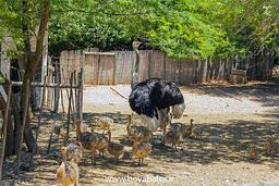 پرورش شترمرغ و نگهداری از آن