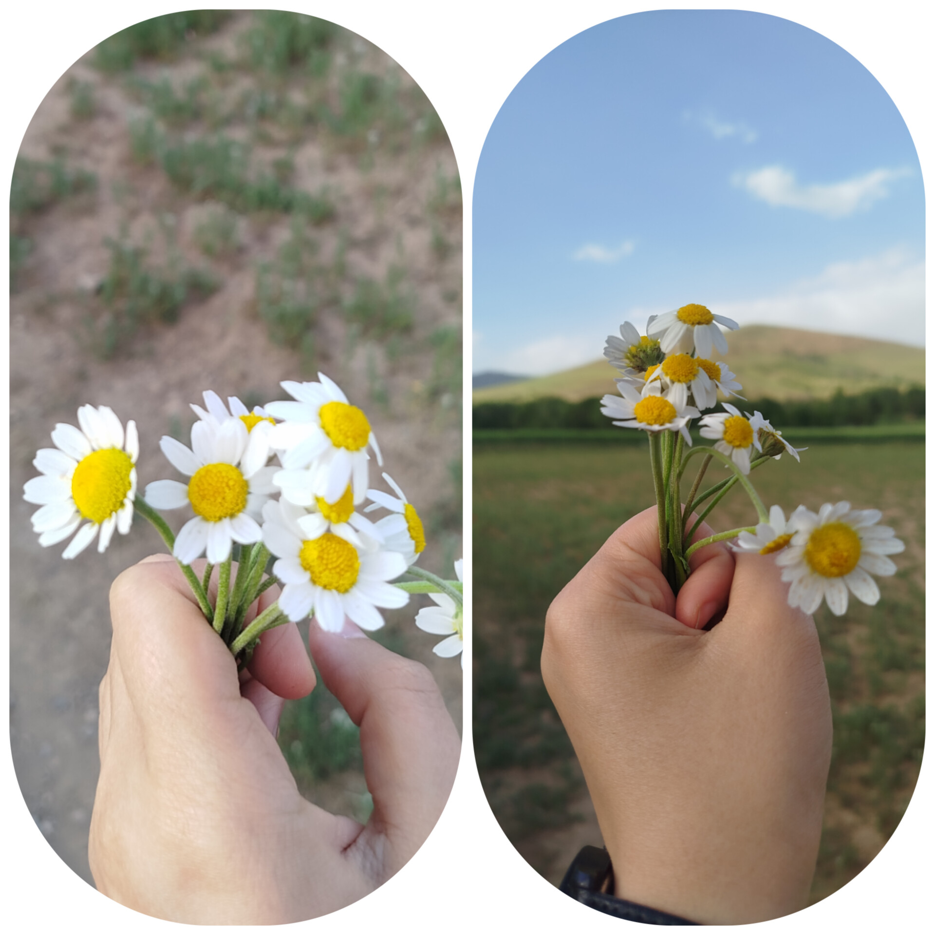 آخه ببینید چه ترکیب زرد و سفید قشنگی رو خدا رقم زده✨