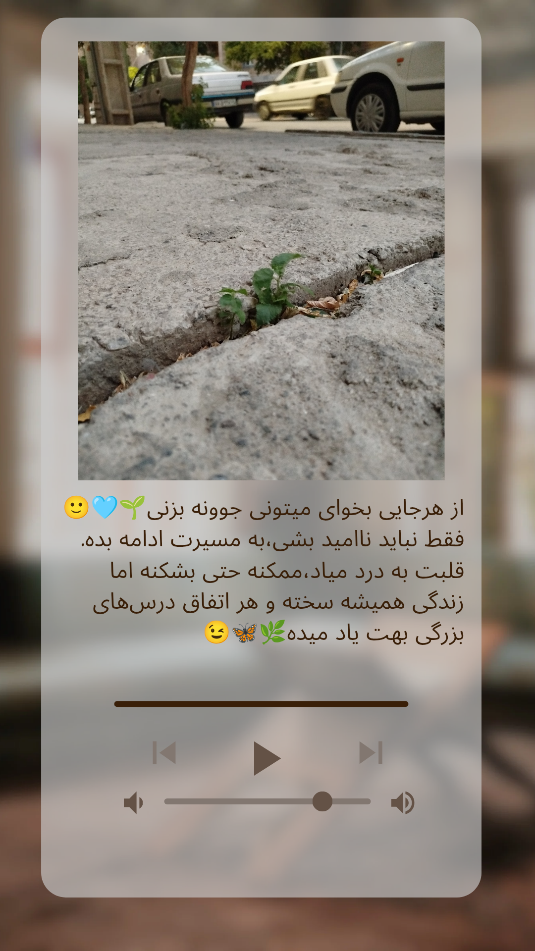 به نظرم این جوونه از خیلی از درختهای توی خیابون قویتر بوده.مگه نه؟🤗