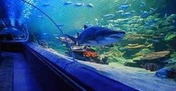 آکواریوم کیش، سفری به دنیای زیر آب خلیج فارس