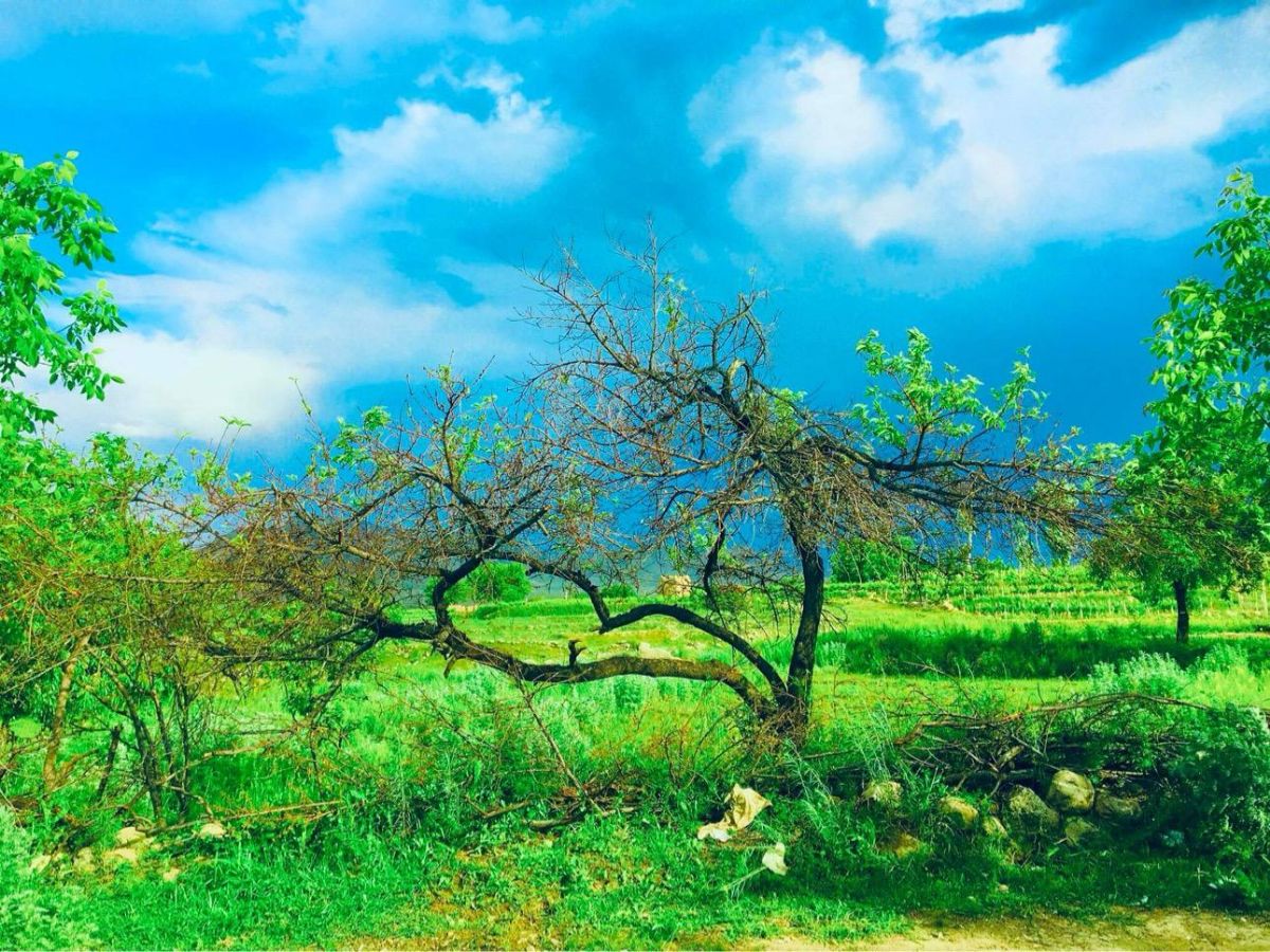 طبعیت زیبای دکو