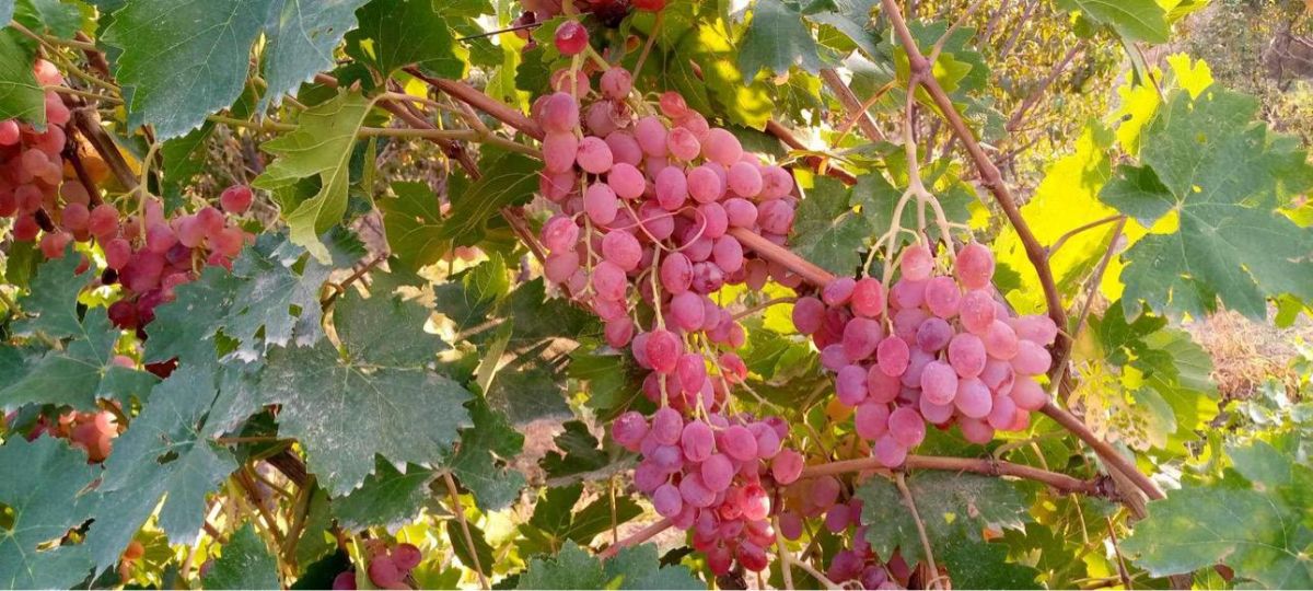 تصویر میوه دکو