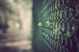 رویش ناگزیر