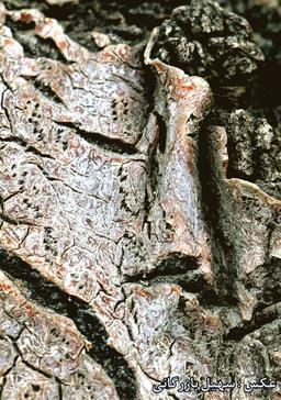 اتوبوس ساعت پنج صبح