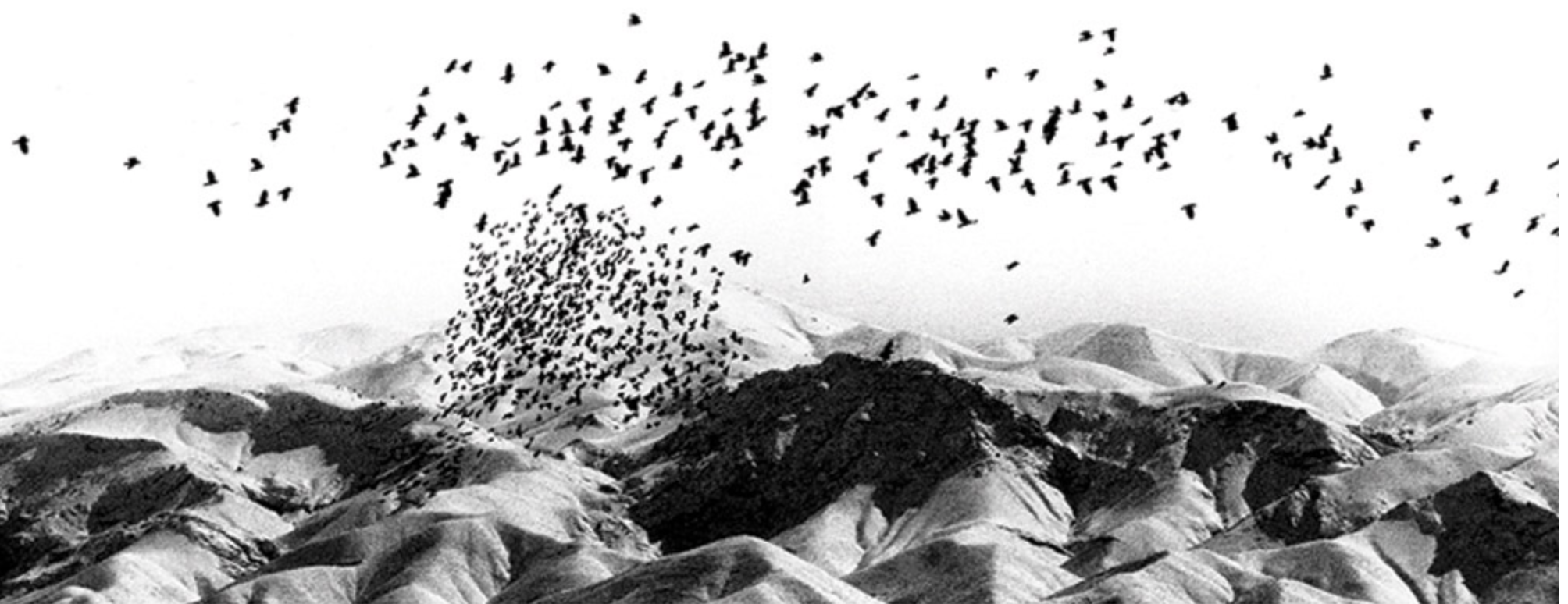 // عکس از جلد آلبوم به تماشای آبهای سپید جناب علیزاده برداشته شده است. //