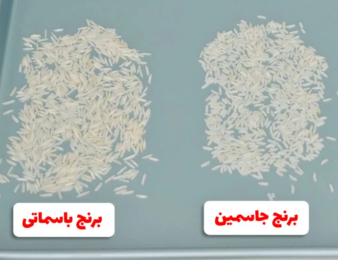 دونه های برنج جاسمین و برنج باسماتی