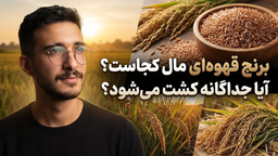 برنج قهوه ای مال کجاست؟ آیا جداگانه کشت میشود؟