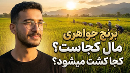 برنج جواهری مال کجاست؟ کجا کشت میشود؟