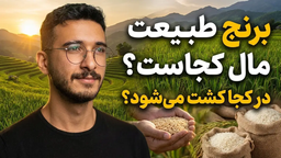 برنج طبیعت مال کجاست؟ در کجا کشت میشود؟