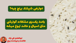 برنج شپشک زده قابل استفاده است؟ بخوریم یا نخوریم؟