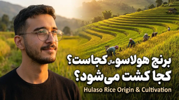برنج هولاسو مال کجاست؟ کجا کشت میشود؟
