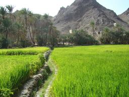 عروس شالیزار