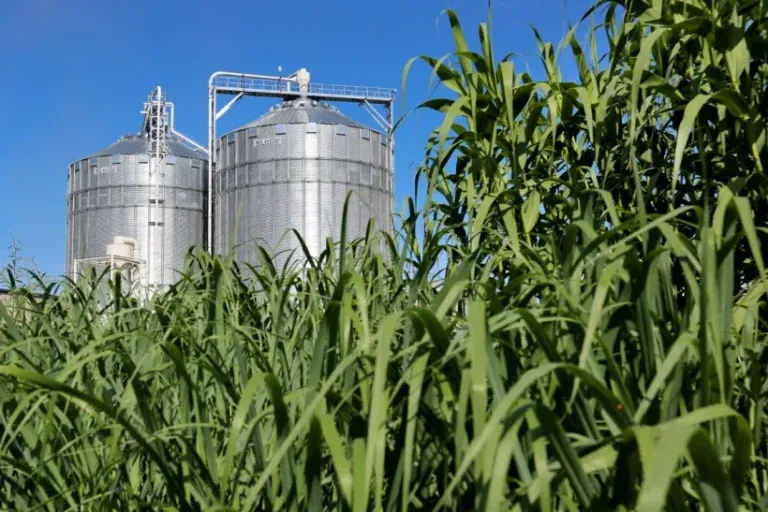 انرژی زیست توده